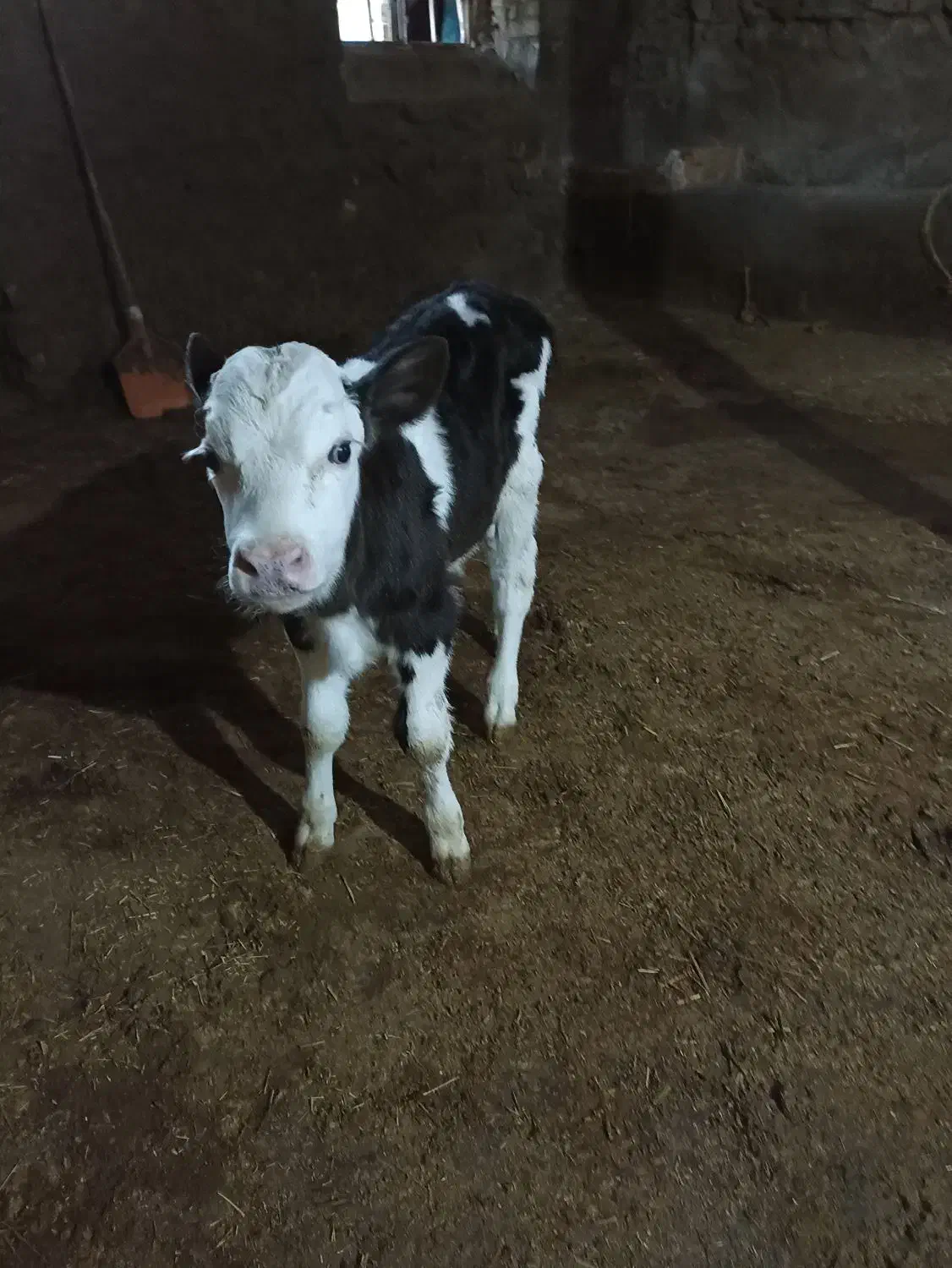 گوساله ی نر سیمینتال اصل|حیوانات مزرعه|قیدار, |دیوار