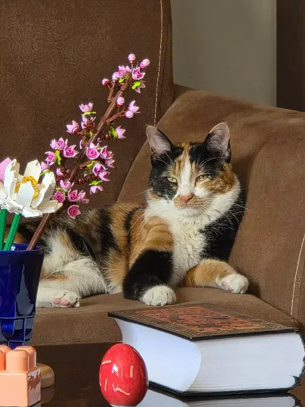 واگذاری|گربه|اصفهان, آهنگران|دیوار