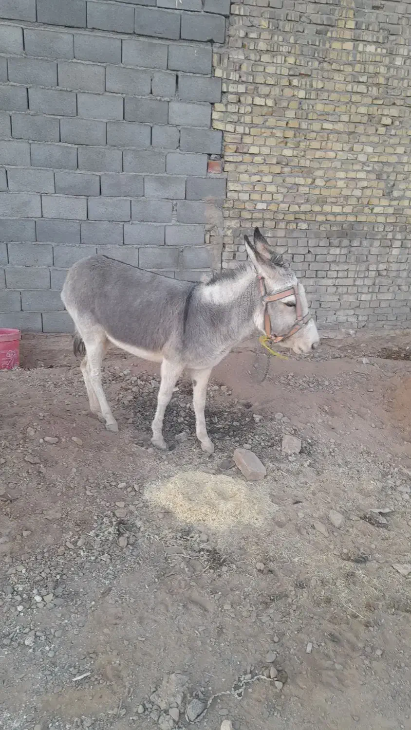 فروش الاغ یکساله نیم ماده آروم برای سواری|حیوانات مزرعه|مهریز, |دیوار