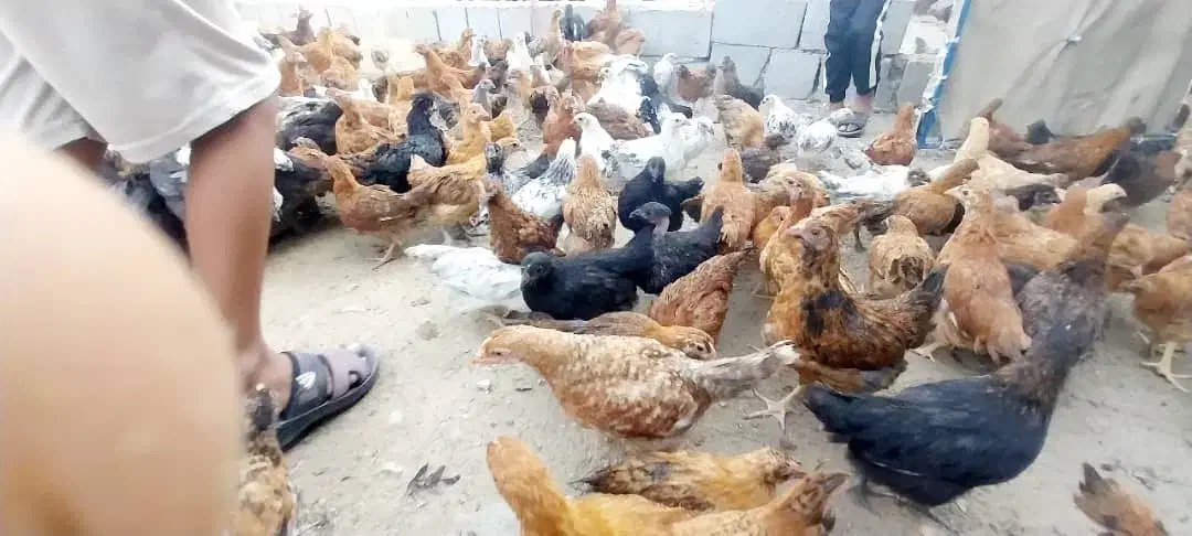 مرغ تخم گزار|حیوانات مزرعه|سندرک, |دیوار