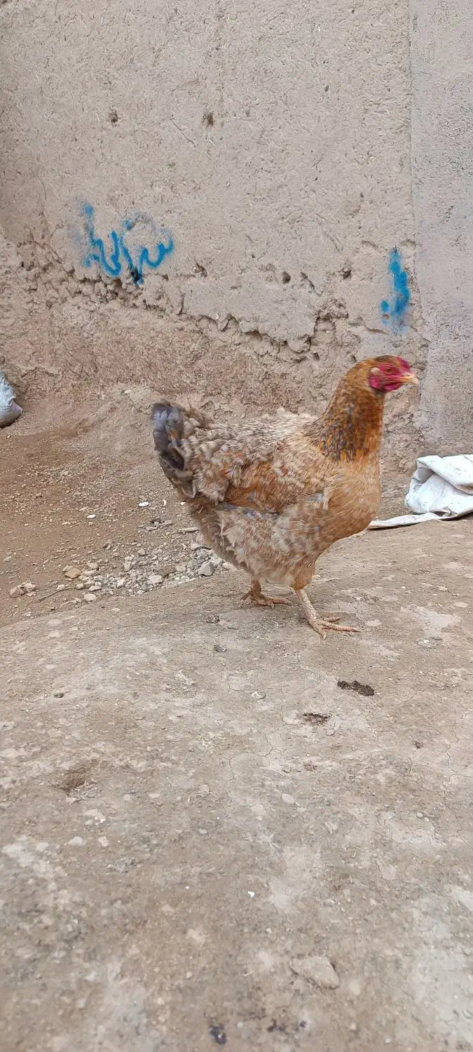 مرغ|مجسمه، تندیس، ماکت|بیجار, |دیوار