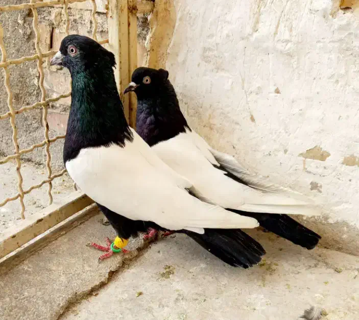 کفتر فروشی|پرنده|بیرجند, |دیوار