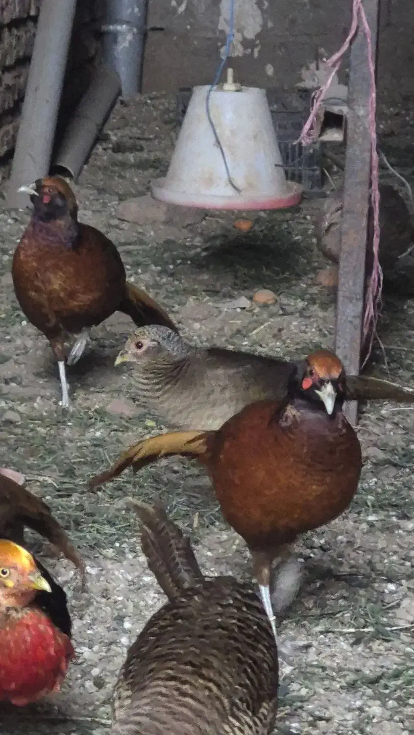 نر هیبریدی|پرنده|مینودشت, |دیوار