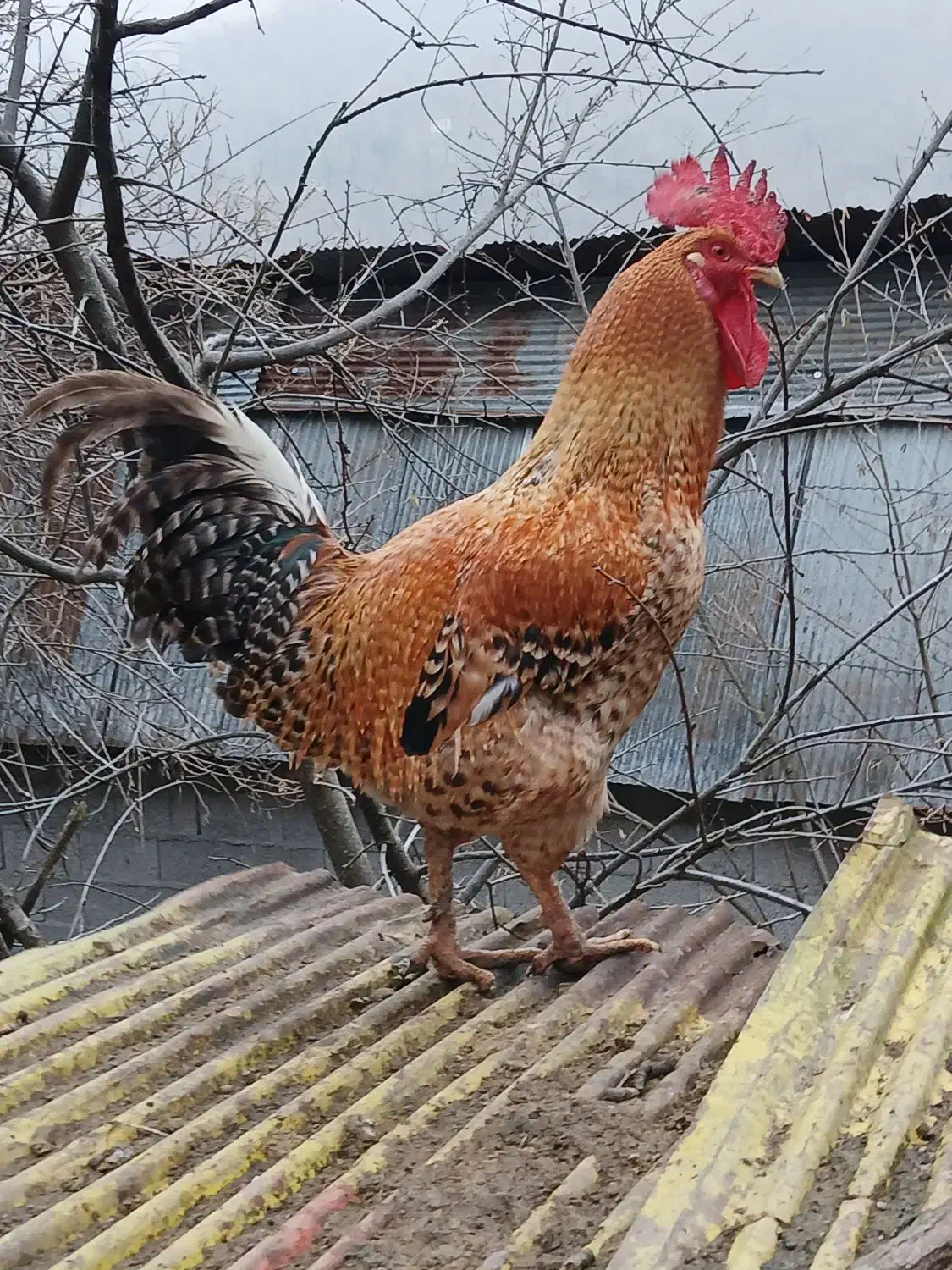 خروس محلی|حیوانات مزرعه|رشت, عینک|دیوار