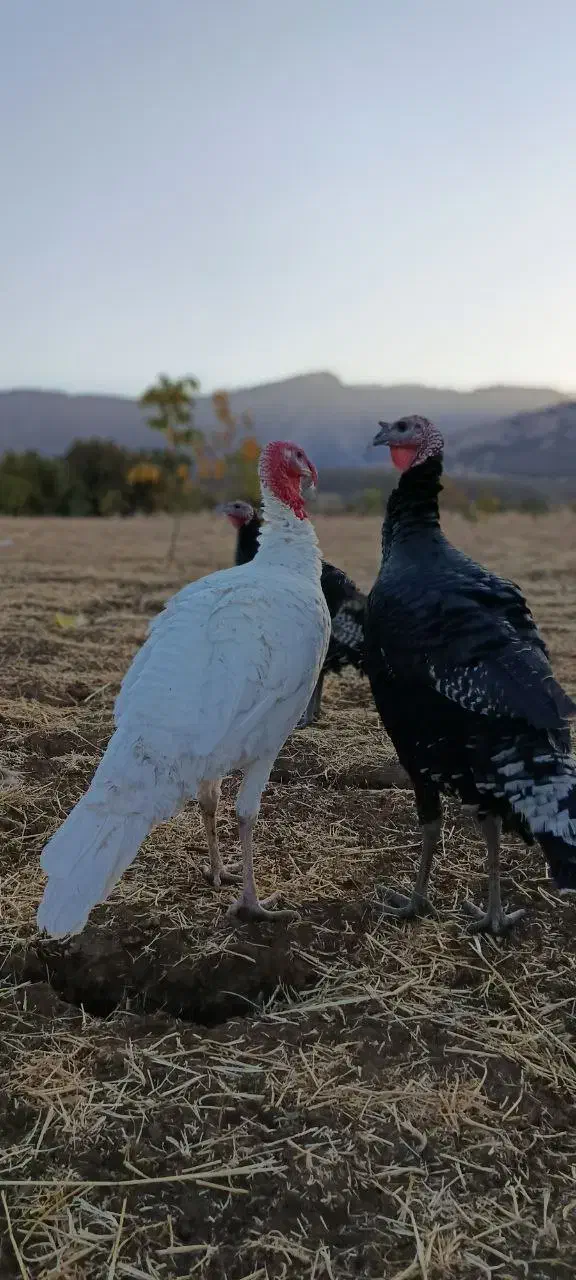 بوقلمون محلی|حیوانات مزرعه|پیرانشهر, |دیوار