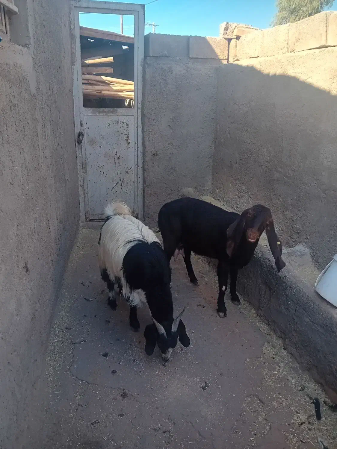 دو عدد بز فروشی|حیوانات مزرعه|رفسنجان, |دیوار