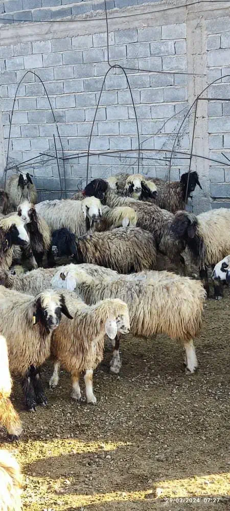 فروش میش بختیاری درجه یک|حیوانات مزرعه|شیراز, درکی|دیوار