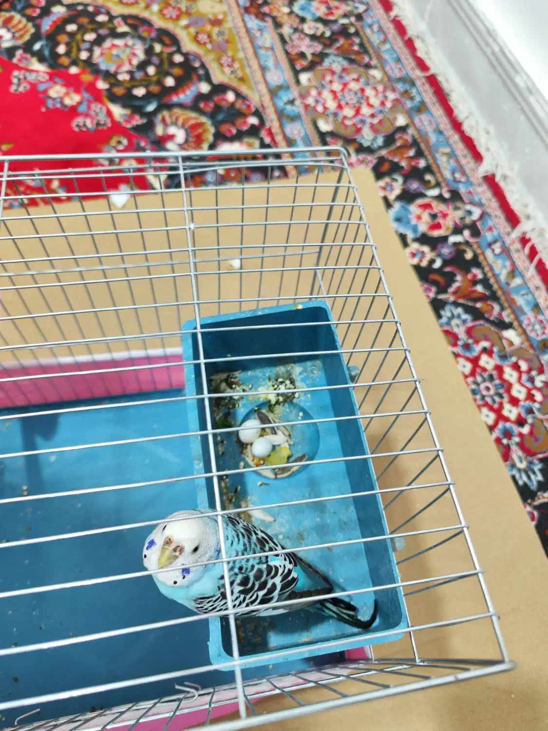 مرغ عشق فروشی به دلیل مهاجرت|پرنده|کوهدشت, |دیوار