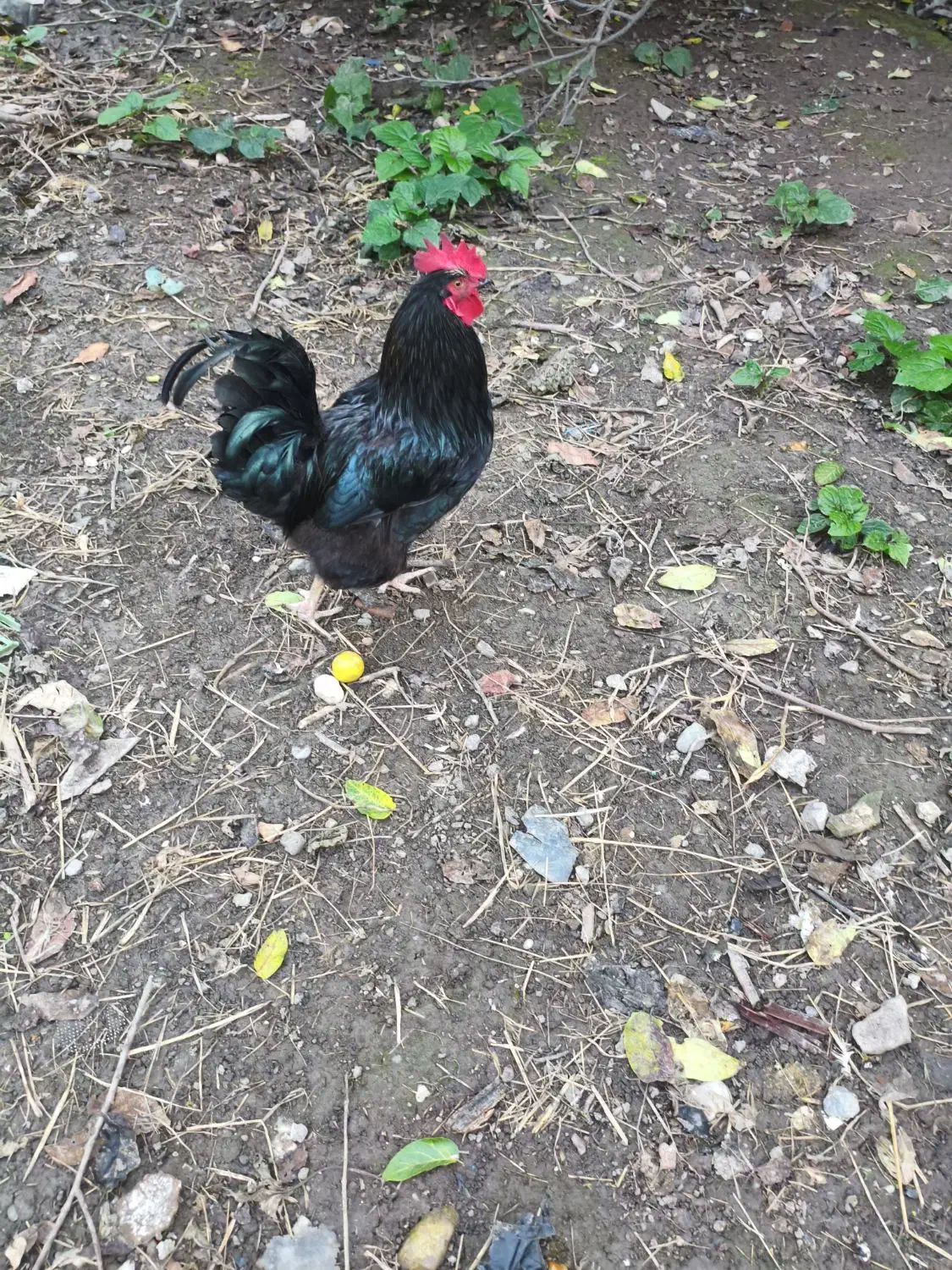 خروس های مولد پرکامل سیامرندی.گلپایگانی.گلین.برهما|حیوانات مزرعه|خرمآباد (تنکابن), |دیوار