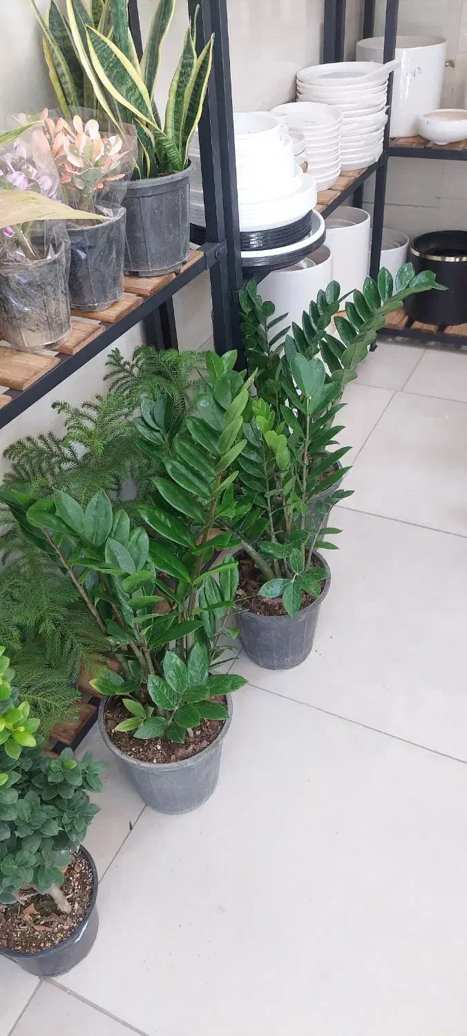 گلهای آپارتمانی|گل و گیاه طبیعی|کرمانشاه, |دیوار