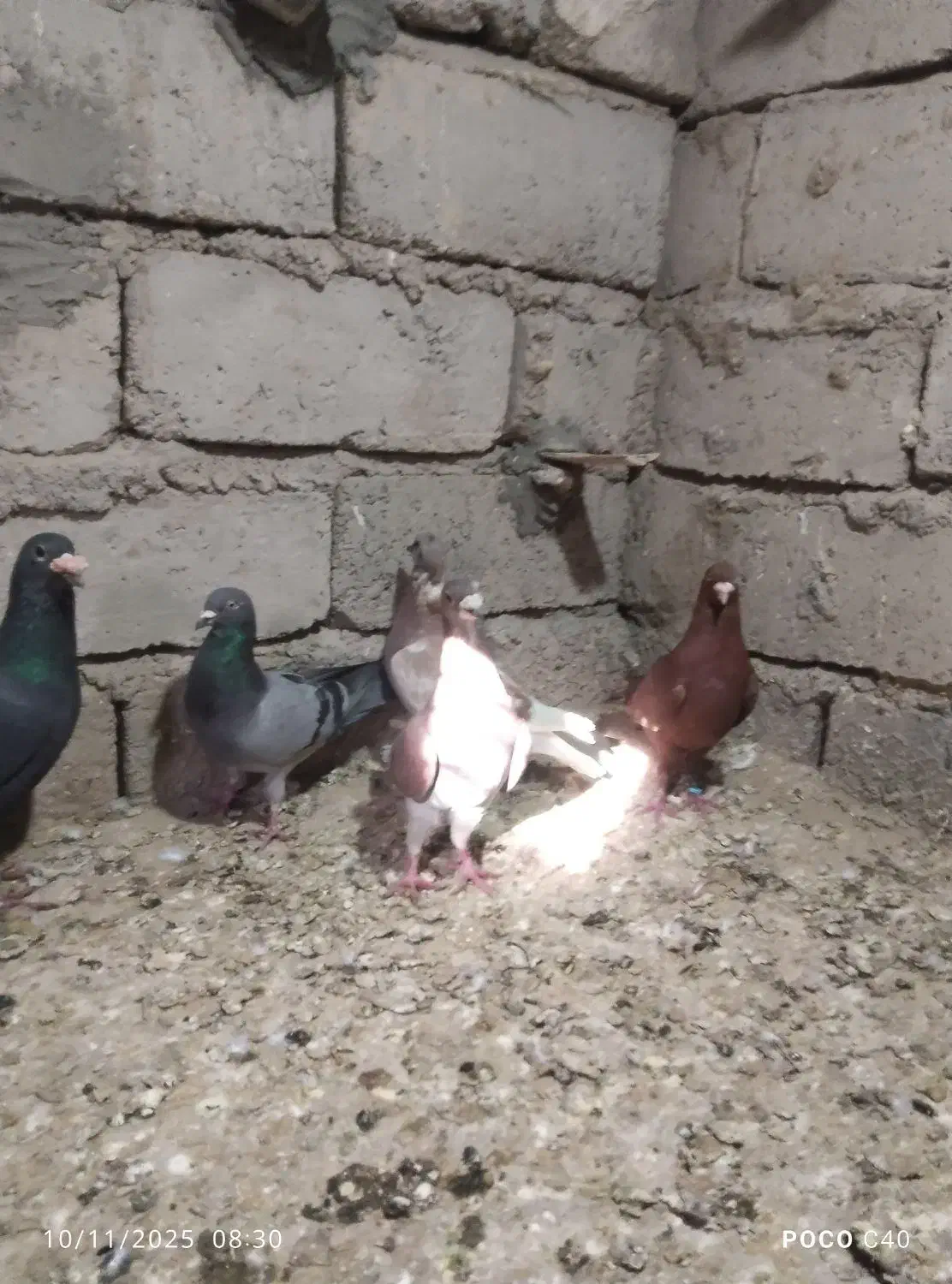 کبوتر نر|پرنده|جزنیک, |دیوار