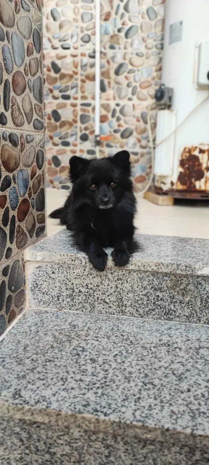 واگذاری|سگ|شاهینشهر, سعدی شمالی|دیوار