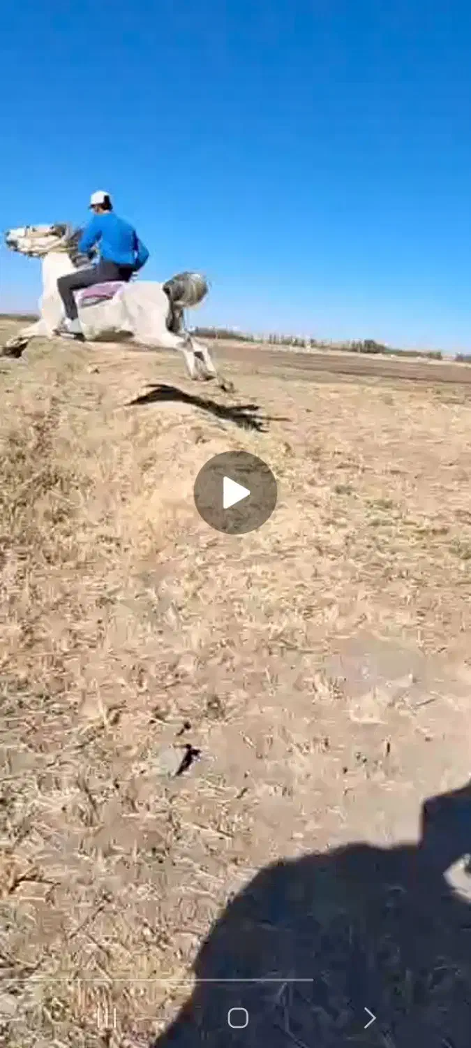 اسب نریان|اسب و تجهیزات اسب‌سواری|مشگین شهر, |دیوار