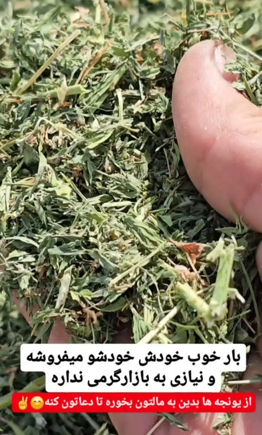 یونجه|عمدهفروشی|زنجانرود, |دیوار