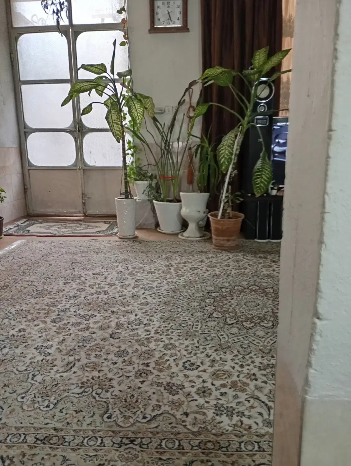 پنج گل|گل و گیاه طبیعی|شیراز, ریاستی|دیوار