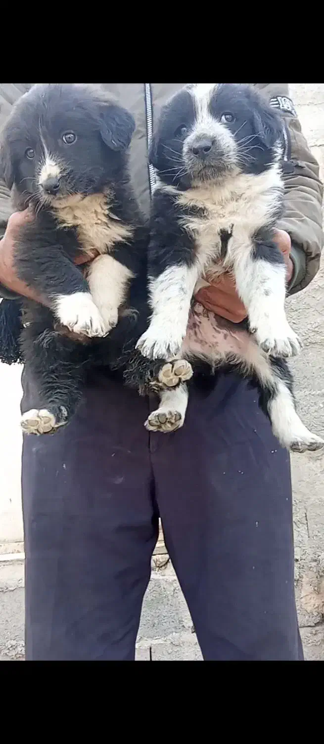 واگذاری توله قدرجونی دوماه بشرت|سگ|اصفهان, طاحونه|دیوار