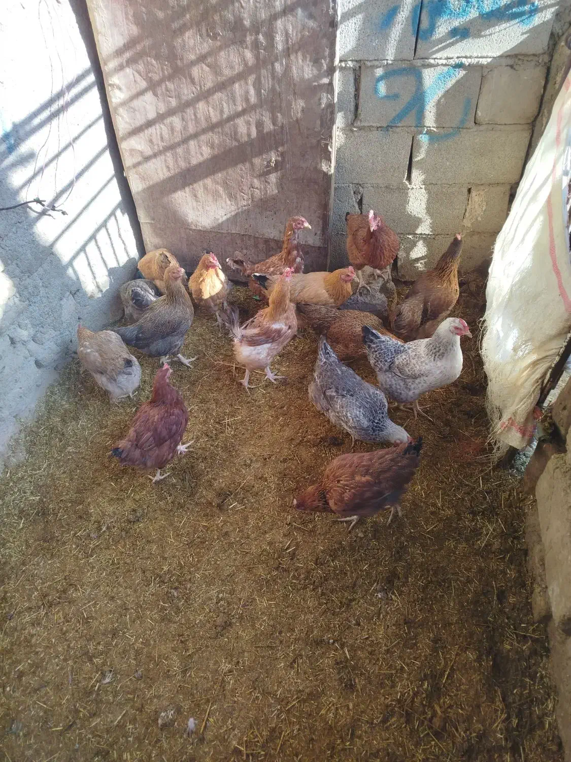 فروش مرغ|حیوانات مزرعه|اسدآباد, |دیوار