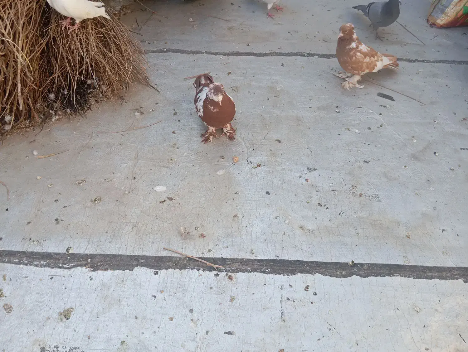 دوعدد چیتی نر|پرنده|اردبیل, |دیوار