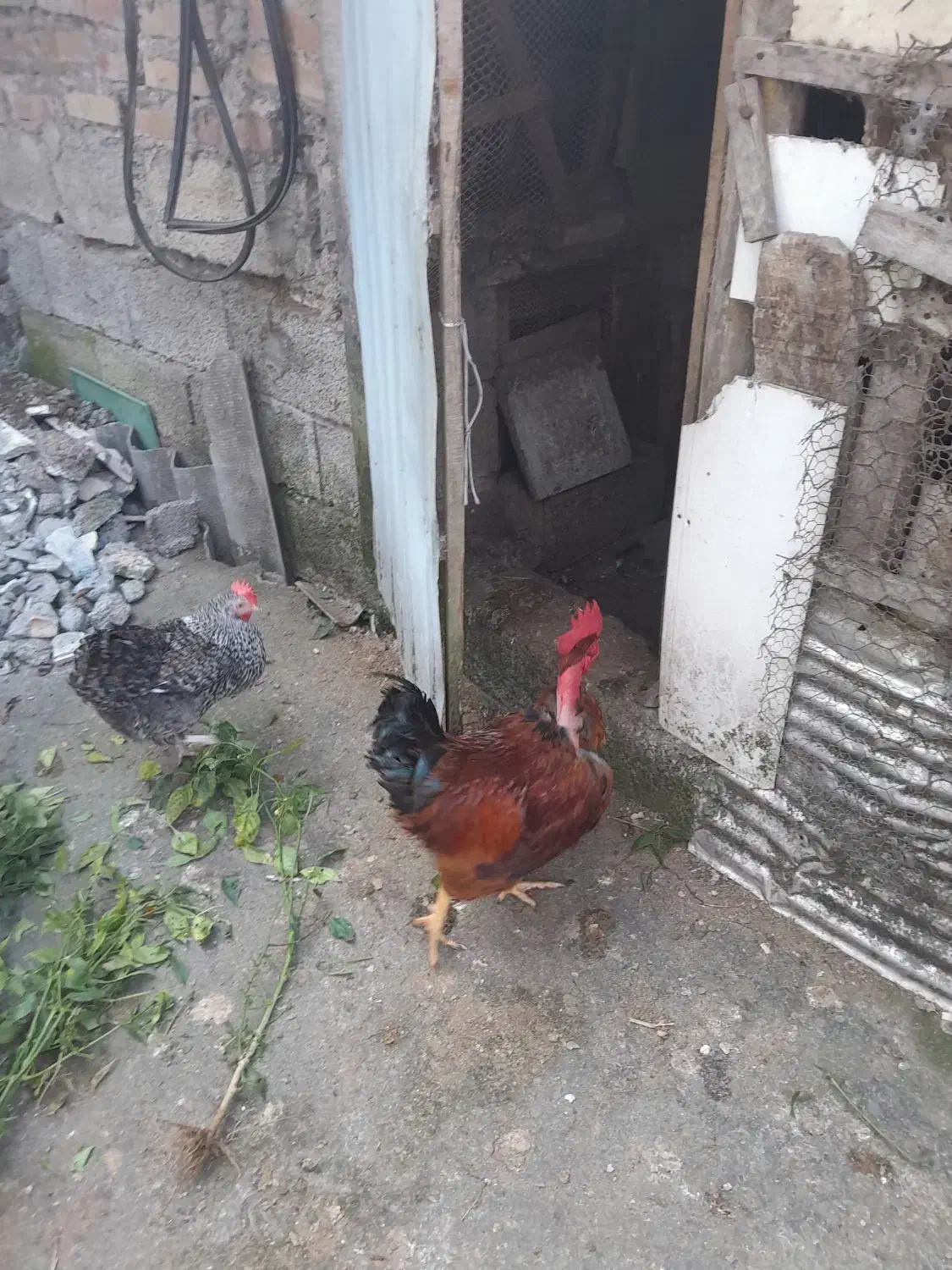 خروس محلی گردن لختی و دو عدد مرغ لاری|حیوانات مزرعه|کلاچای, |دیوار