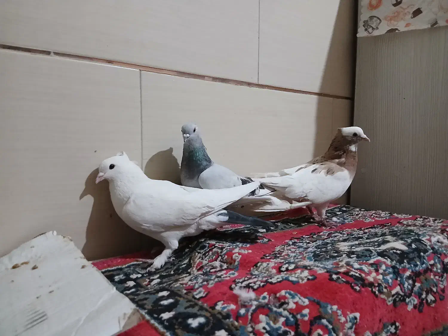 کبوتر|پرنده|آباده, |دیوار