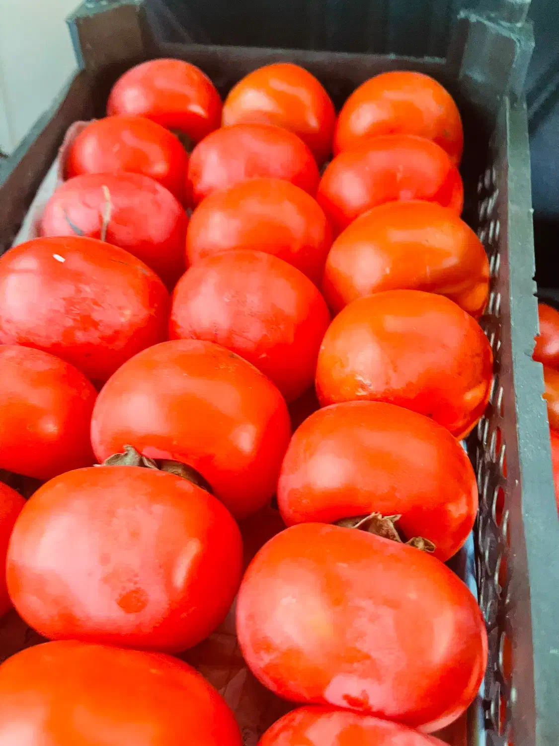 شراکت درمیوه فروشی|استخدام خدمات فروشگاه و رستوران|بندر دیر, |دیوار