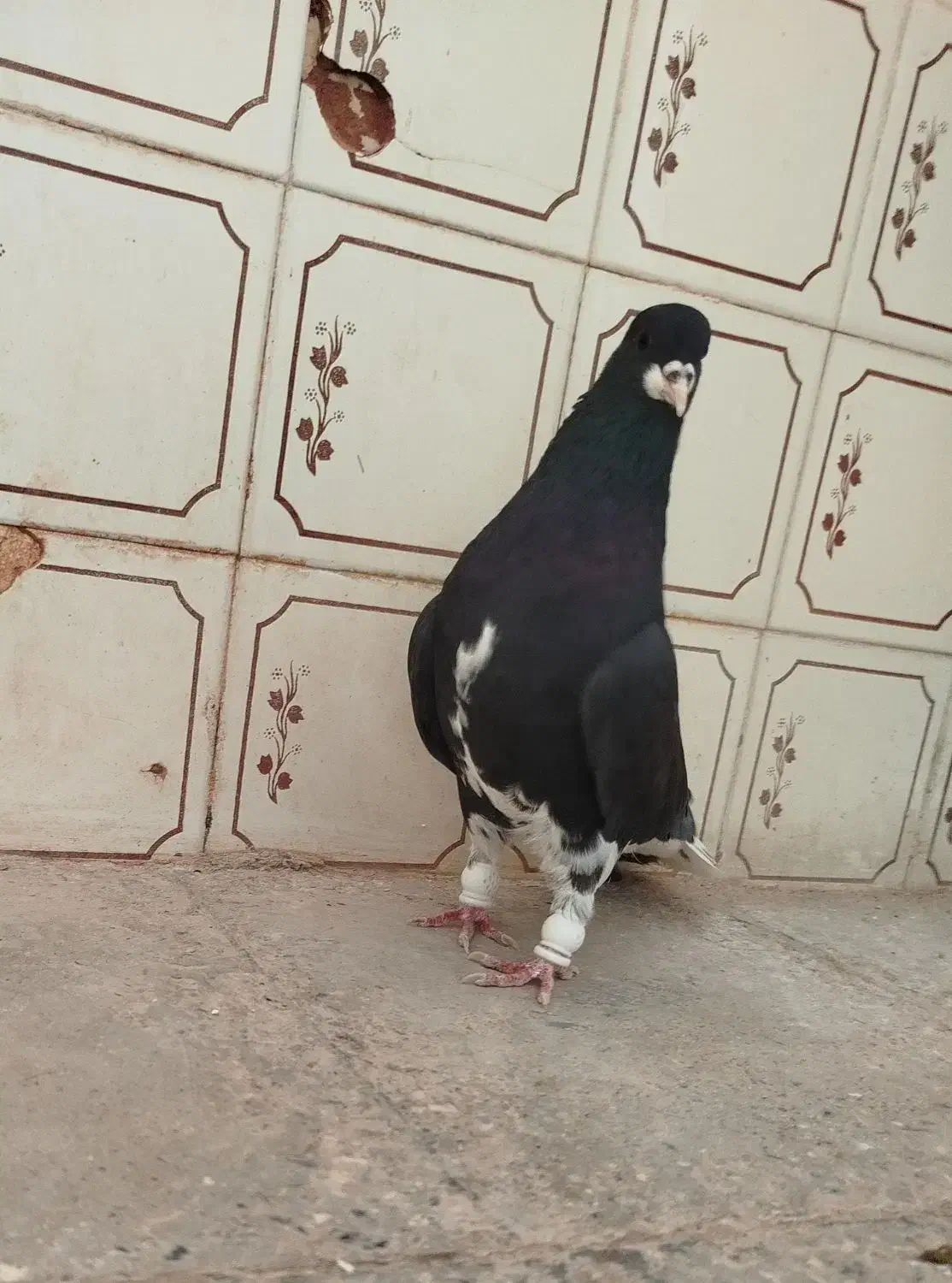 کبوتر|پرنده|شیراز, ستارخان|دیوار