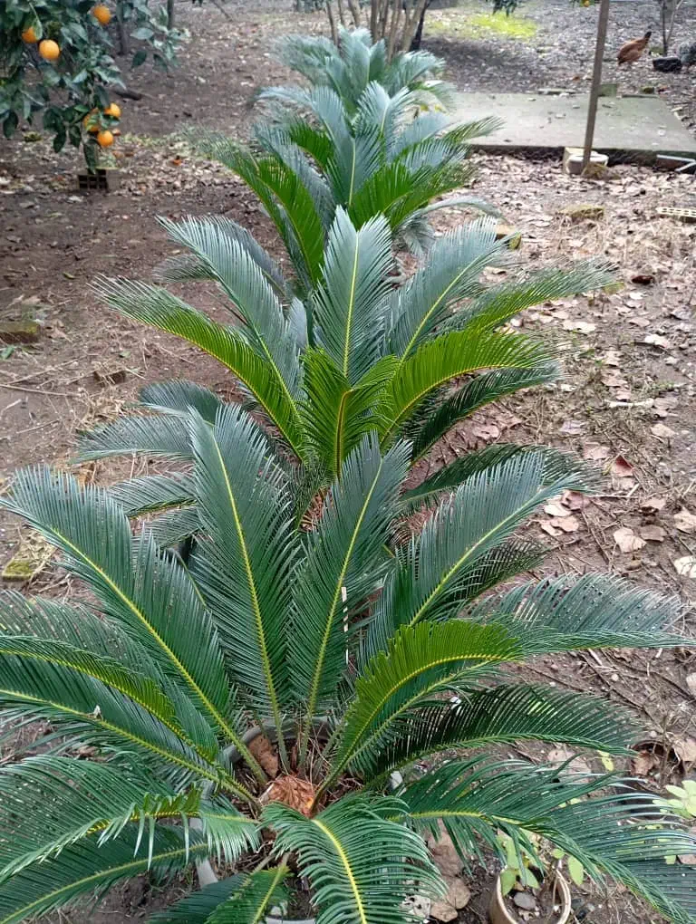 سیکاس|گل و گیاه طبیعی|بندر انزلی, ساحل قو|دیوار