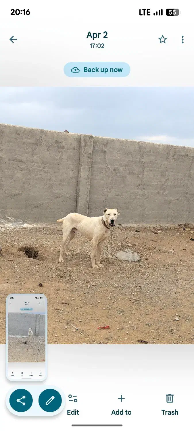 سگ گله گمشده|حیوانات|جعفرآباد, |دیوار