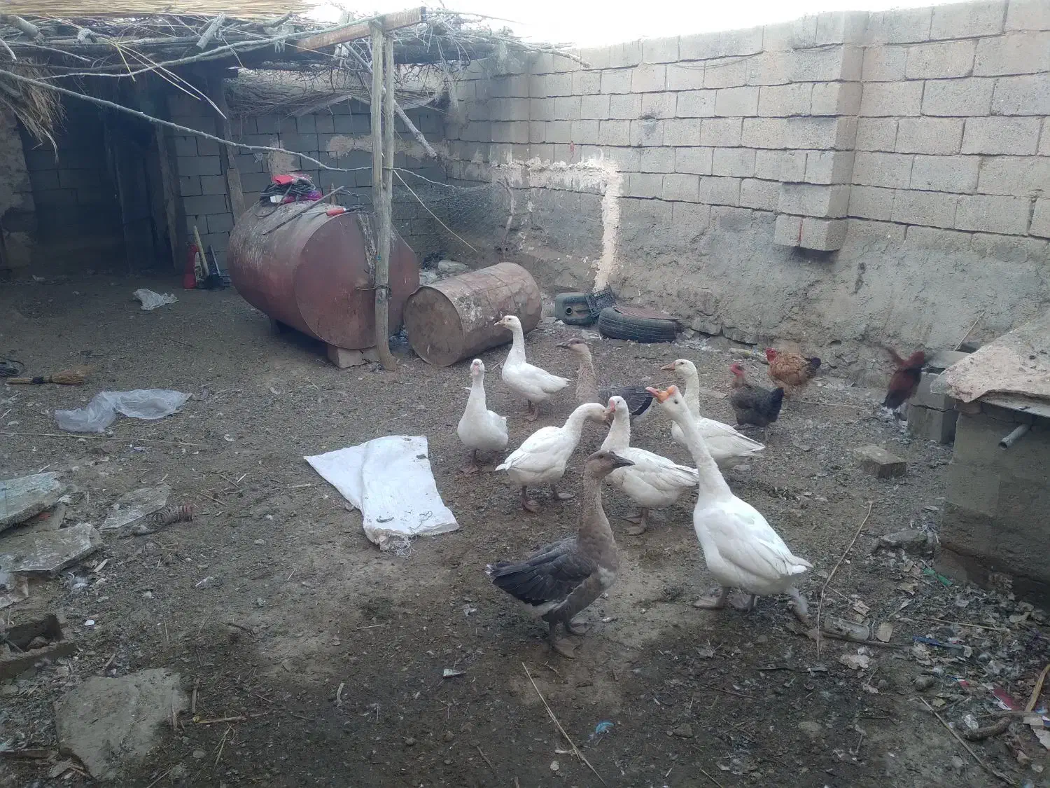 ۷عدد قوقاز|حیوانات مزرعه|میاندوآب, |دیوار