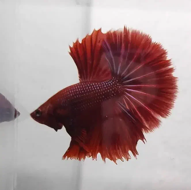 ماهی فایتر هافمون|ماهی|تهران, سهروردی|دیوار