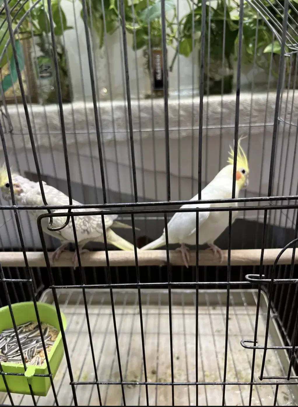 عروس هلندی مولد|پرنده|تهران, بازار|دیوار