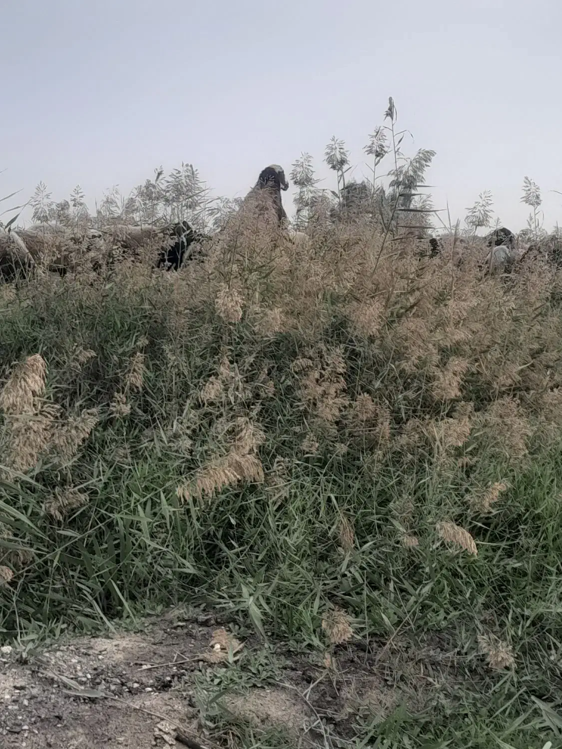 فروش قوچ ترکمنی کاربلد ۳ساله|حیوانات مزرعه|بهشهر, |دیوار