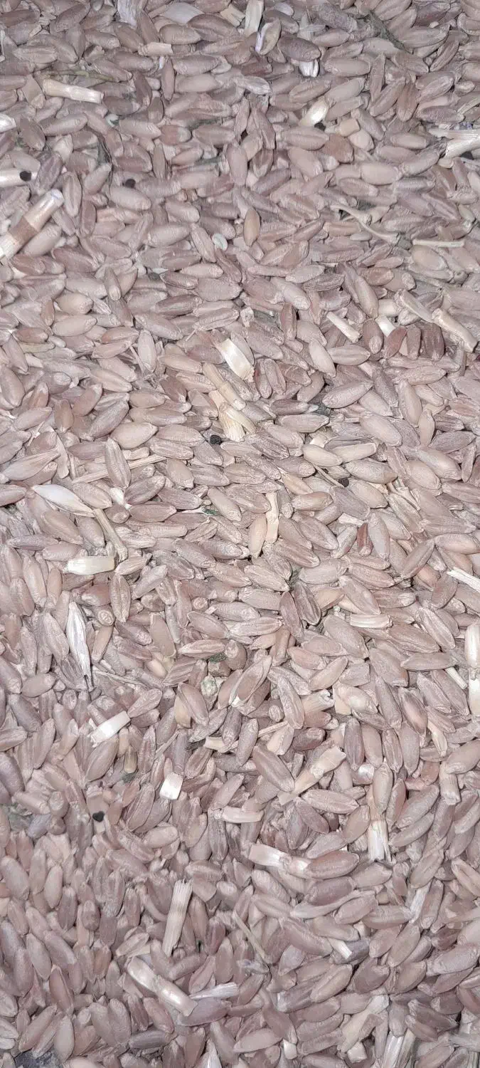 گندم دیمه قرمز مناسب بذر درشت وبدون شکسته|خوردنی و آشامیدنی|فریمان, |دیوار