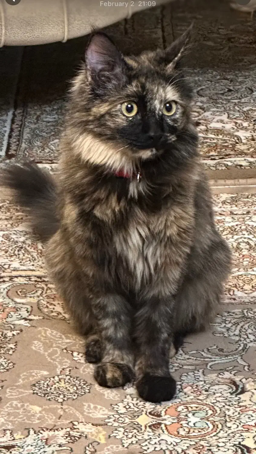 گمشده  گربه خانگی|حیوانات|اصفهان, بهار آزادی|دیوار