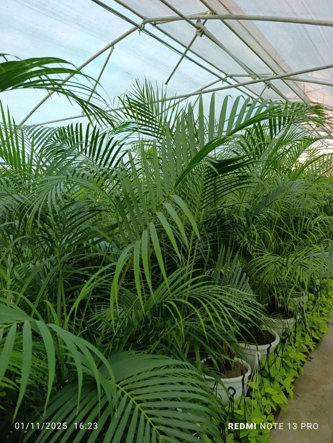 عمده فروشی گل و گیاه آپارتمانی و بیرونی|گل و گیاه طبیعی|ارطه, |دیوار