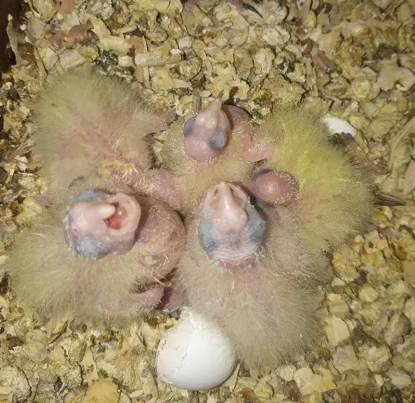 عروس هلندی|پرنده|زاوه, |دیوار