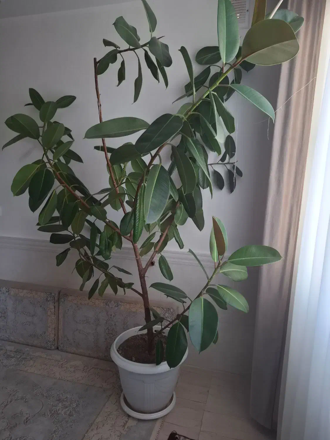 گل فیکوس|گل و گیاه طبیعی|قیدار, |دیوار