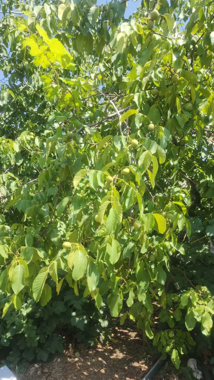 باغ ثمری سی سخت با ویوی عالی|فروش زمین و ملک کلنگی|سی‌سخت, |دیوار