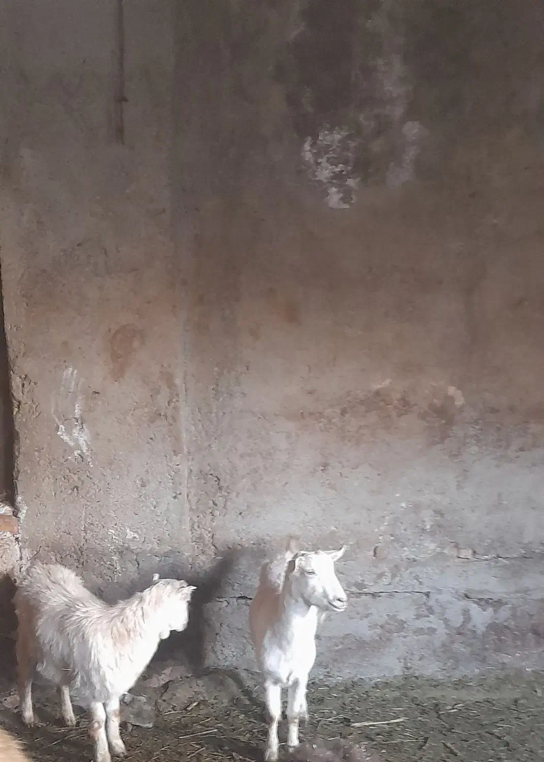 بزوبزغاله سانن|حیوانات مزرعه|قزوین, |دیوار