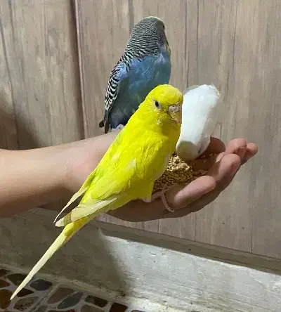 مرغ عشق|پرنده|نی‌ریز, |دیوار