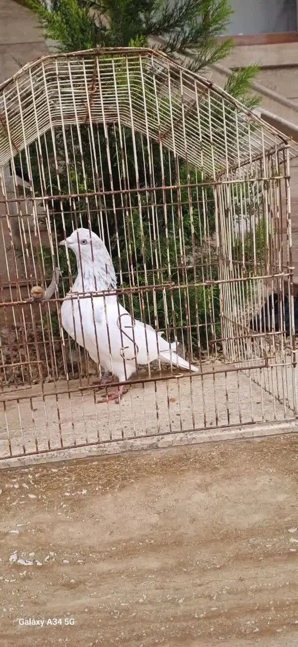 کبوتر|پرنده|لشت نشا, |دیوار