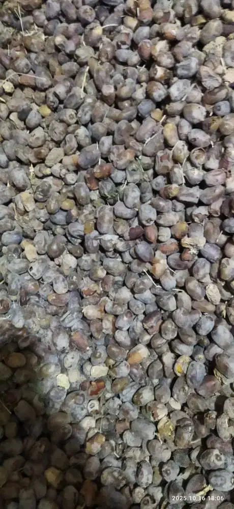 خرما کروت|حراج|فهرج, |دیوار