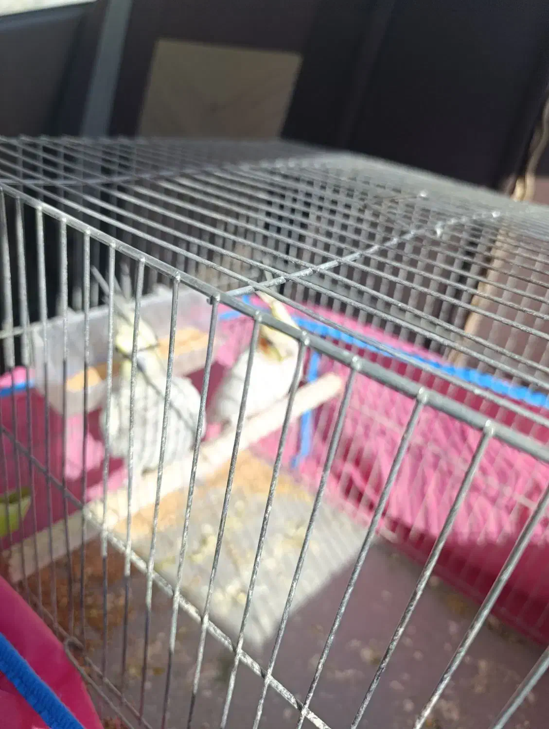 عروس هلندی مولد|پرنده|تهران, کوی بیمه|دیوار