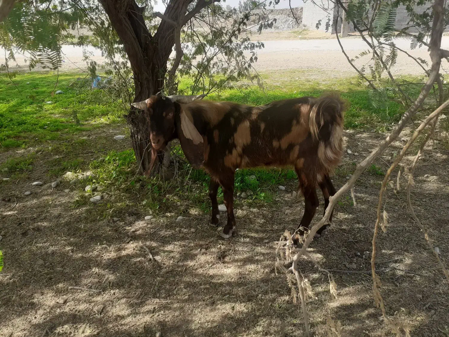 دو عدد بز|حیوانات مزرعه|اهواز, کیانپارس |دیوار