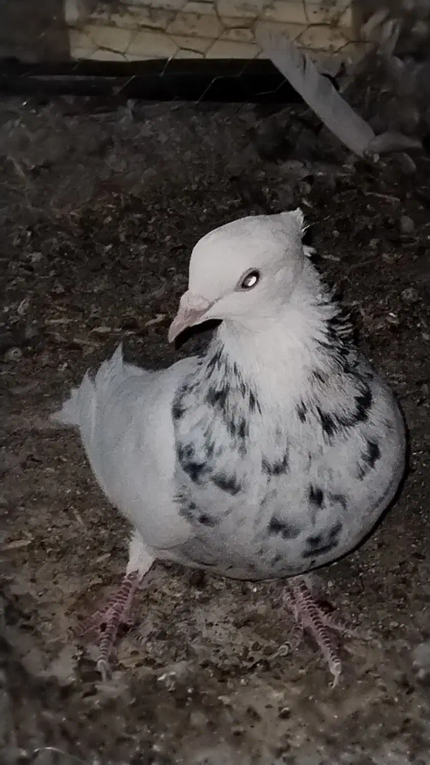 طوق سور نر معامله|پرنده|بم, |دیوار