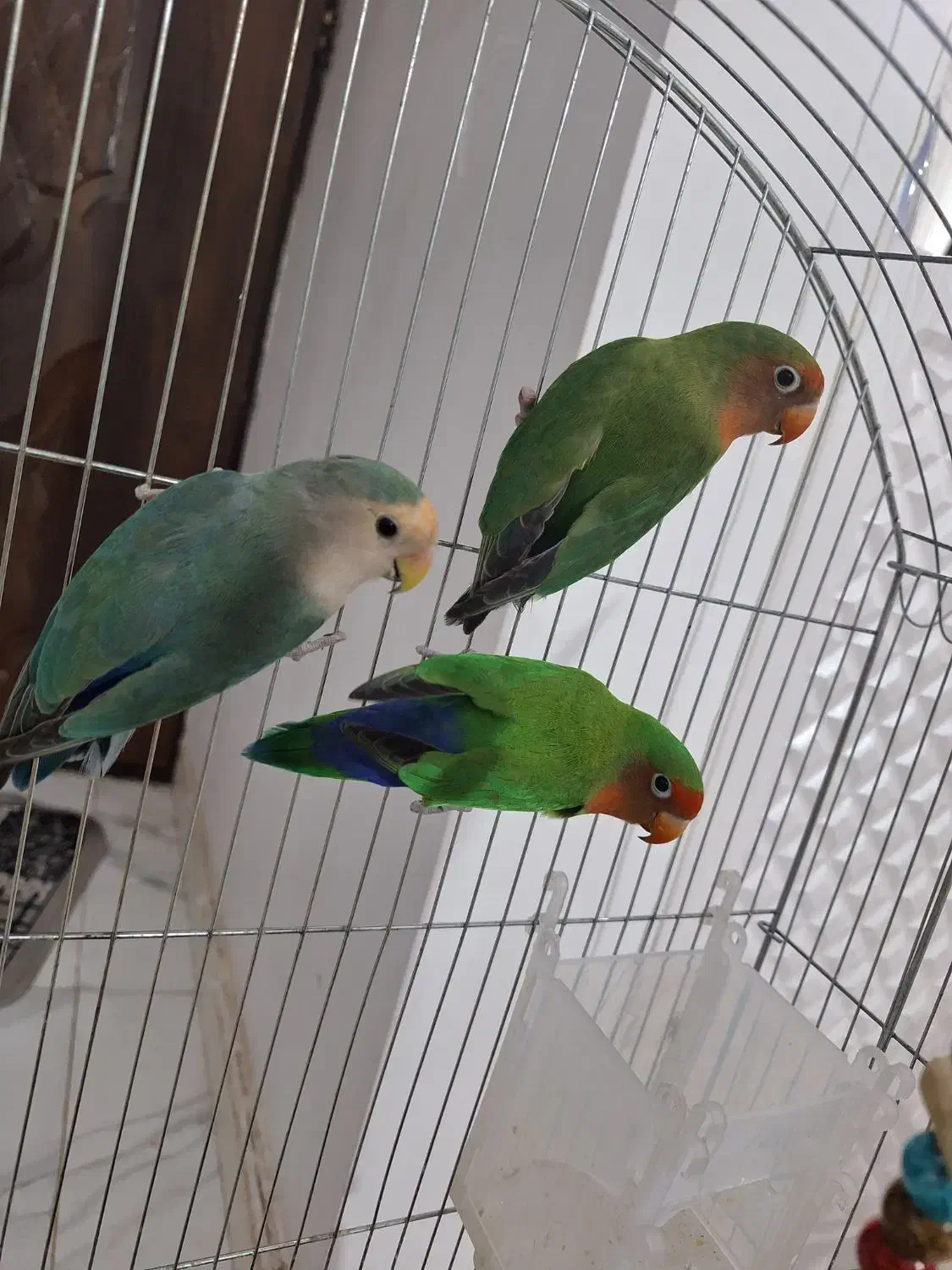 طوطی بزریلی|پرنده|پاکدشت, پاکدشت (مامازند)|دیوار