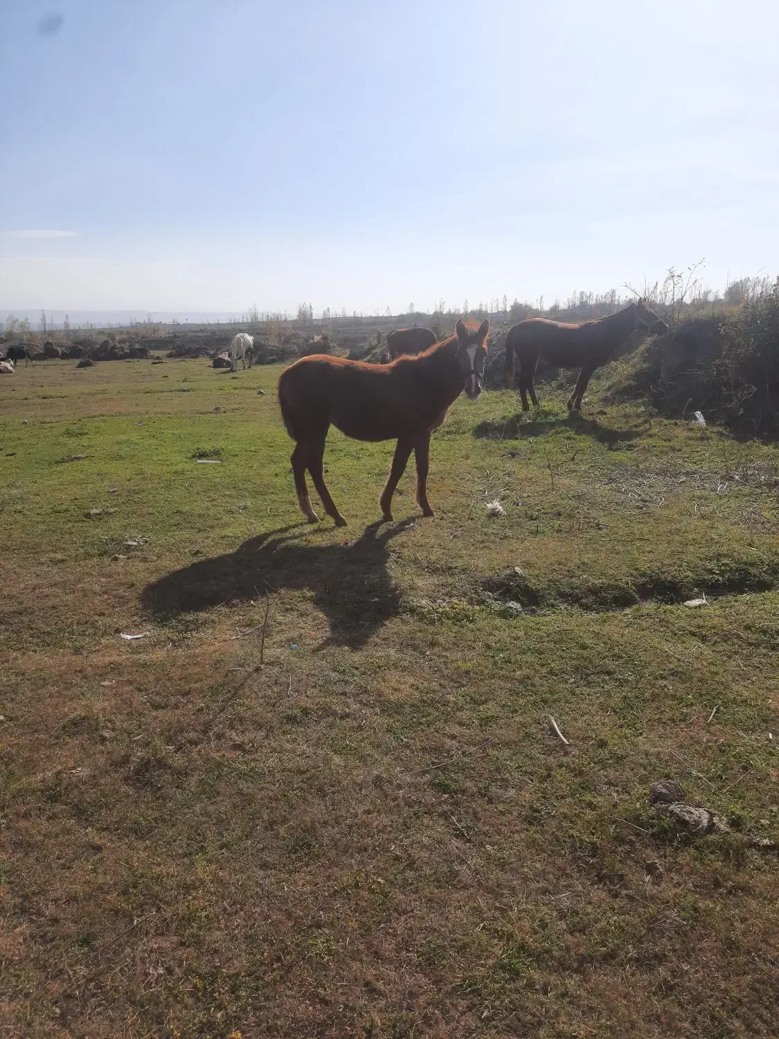 کره ماده ۵ ماهه اصیل|اسب و تجهیزات اسب‌سواری|اردبیل, |دیوار