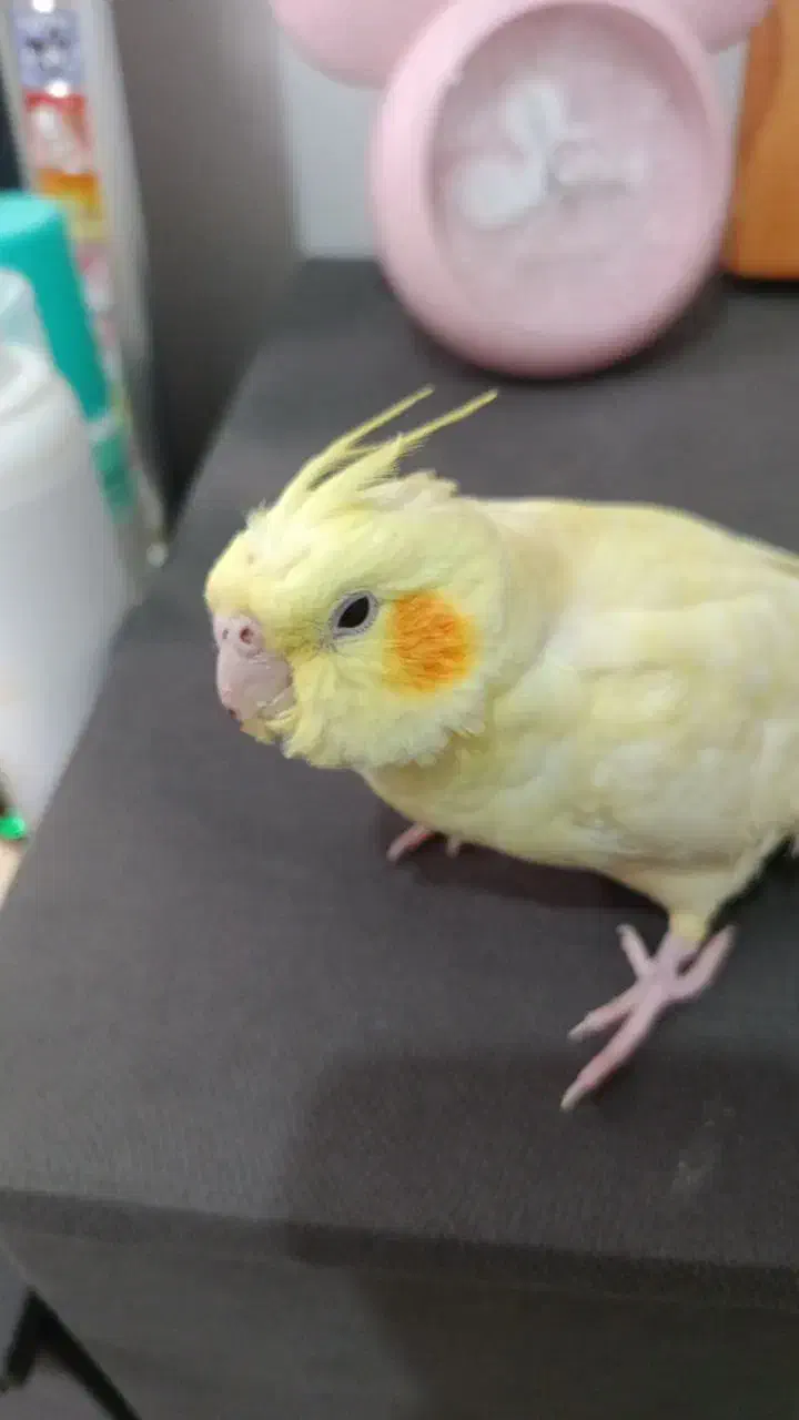 عروس هلندی گمشده|حیوانات|اندیشه, شهرک مریم|دیوار