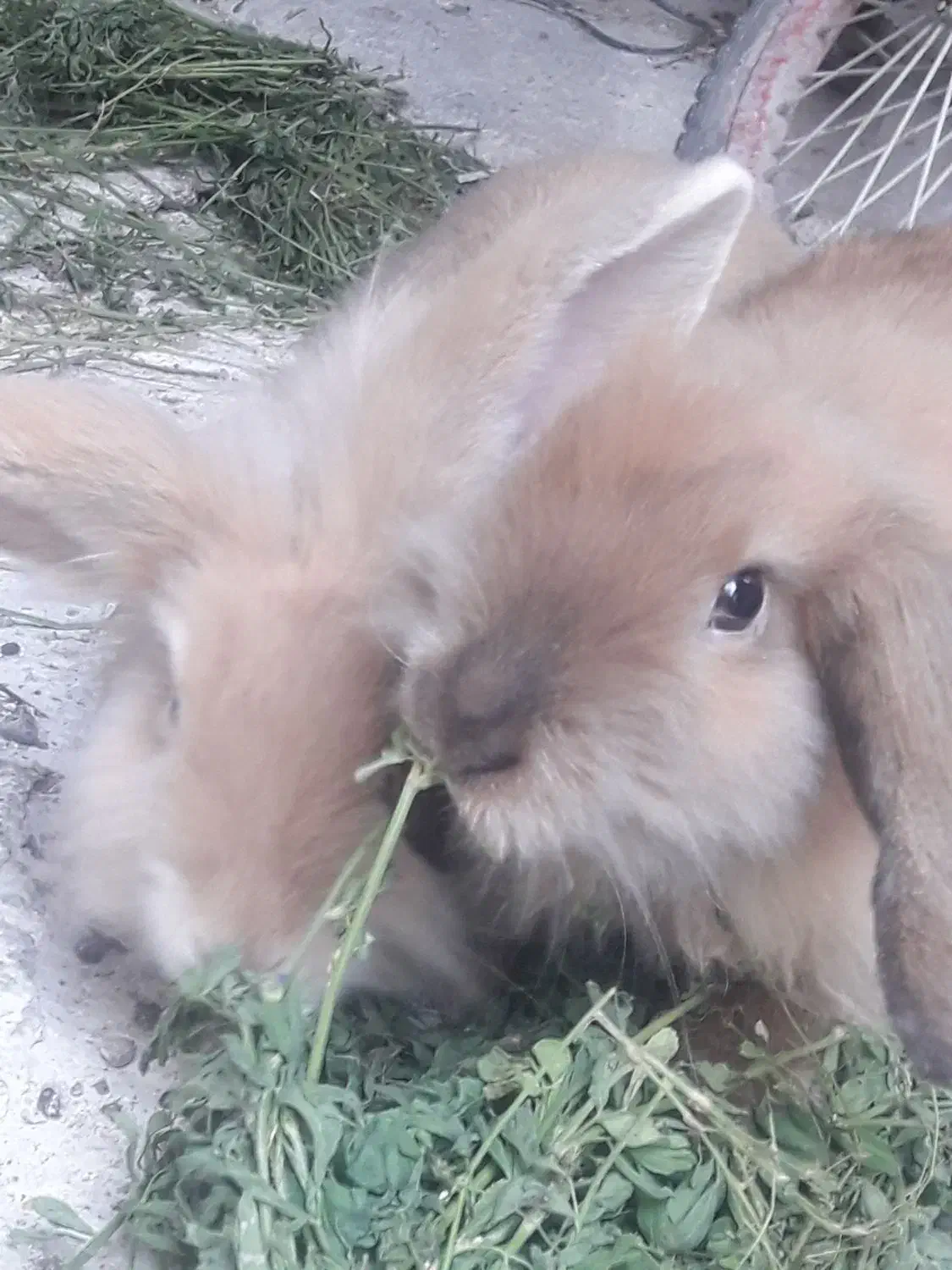 دو عدد خرگوش لوپ|موش و خرگوش|شوشتر, |دیوار