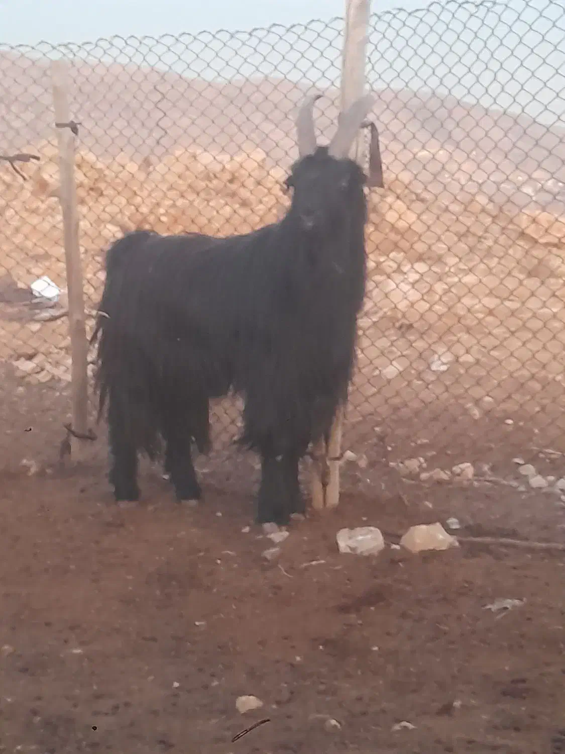 چپش یا پازن ترکی|حیوانات مزرعه|شیراز, شهرک قمشه|دیوار